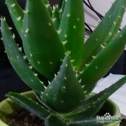 芦荟叶子怎么变厚实？