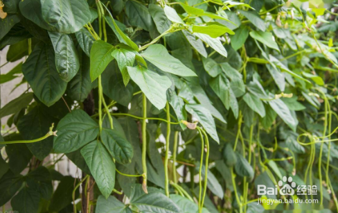 适合夏天种的蔬菜