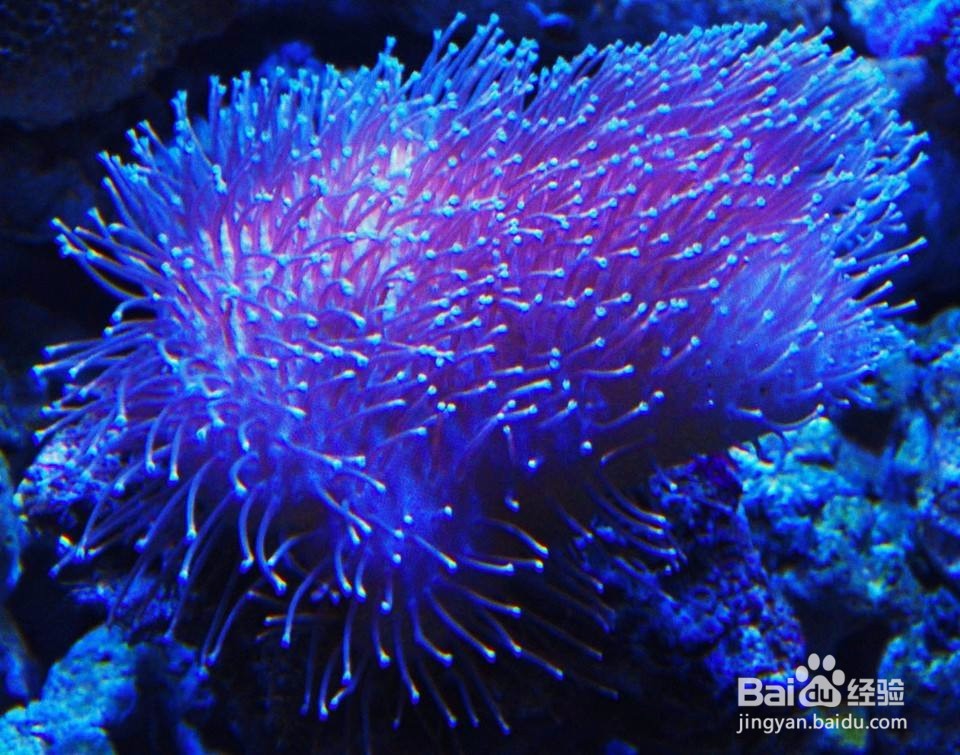 <b>​珊瑚如何清洗</b>