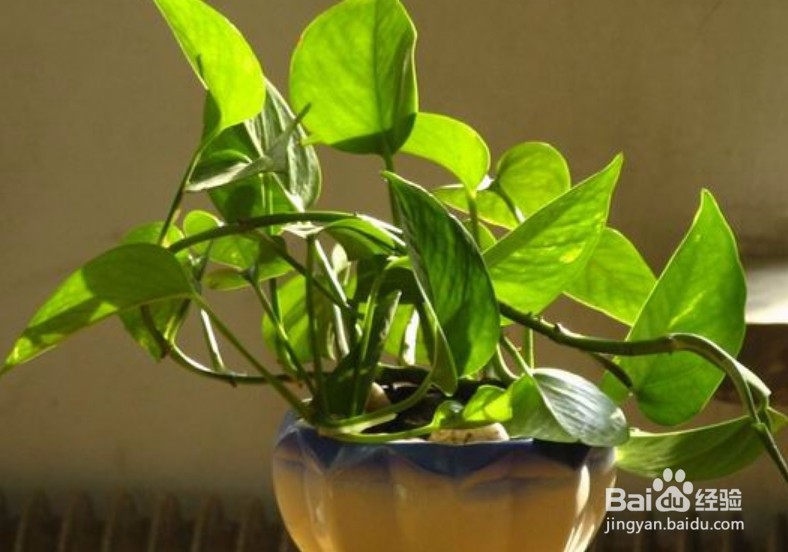 土培绿萝怎样移植水培