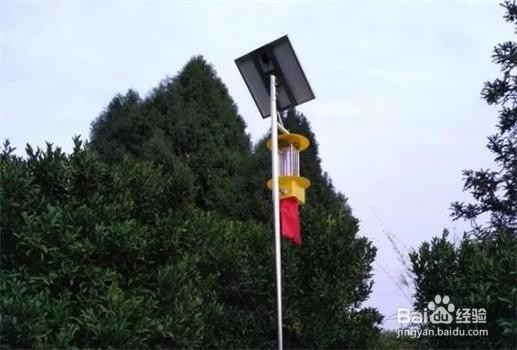 生态果园利用太阳能杀虫灯开展绿色防控