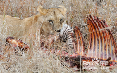 非洲有哪些国家公园值得去（下）？