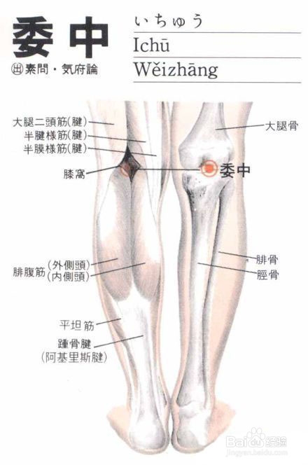 减肥系列之瘦小腿的好办法——刮痧委中