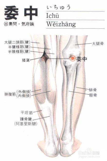 减肥系列之瘦小腿的好办法 刮痧委中 百度经验