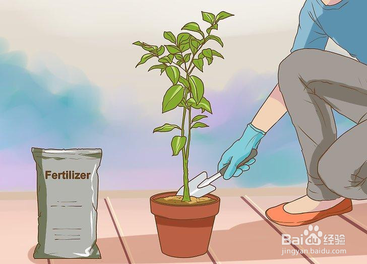 如何发芽橙籽