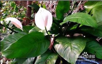 家具上的甲醛如何去掉