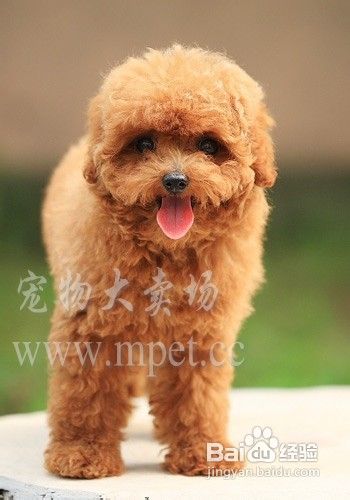 如何训练贵宾犬