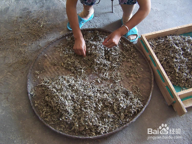 手工制作蕲艾绒和蕲艾条全过程(详细教程)