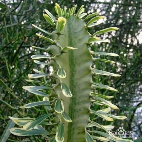 大戟阁锦怎么繁殖？