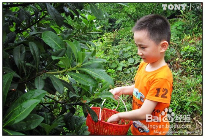 又当江南杨梅熟----采杨梅去！附杨梅的4种最in的吃法