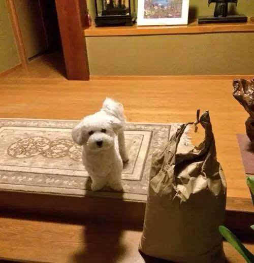 狗狗信任主人的表现是什么