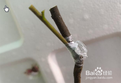 樱花嫁接时间和方法