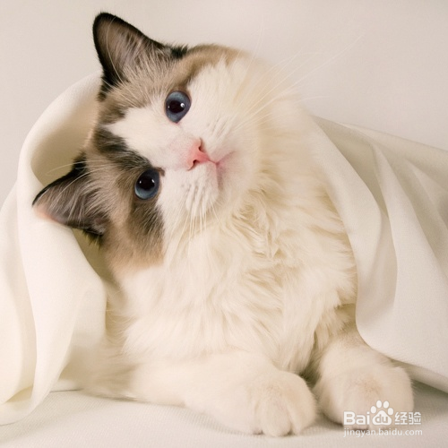 幼猫拉肚子怎么办？