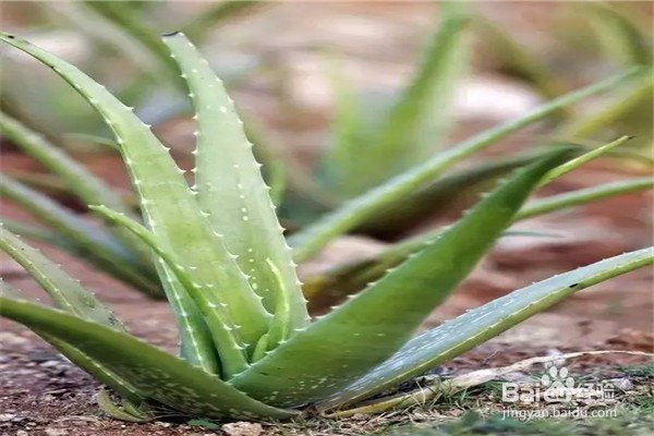 教你使用天然水果防晒霜-做一个健康的护肤达人