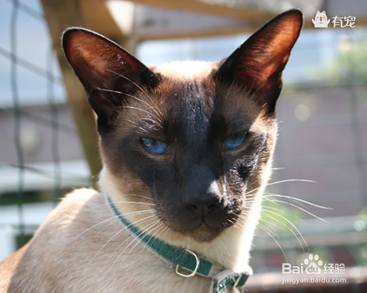 宫庭“秘宝”暹罗猫