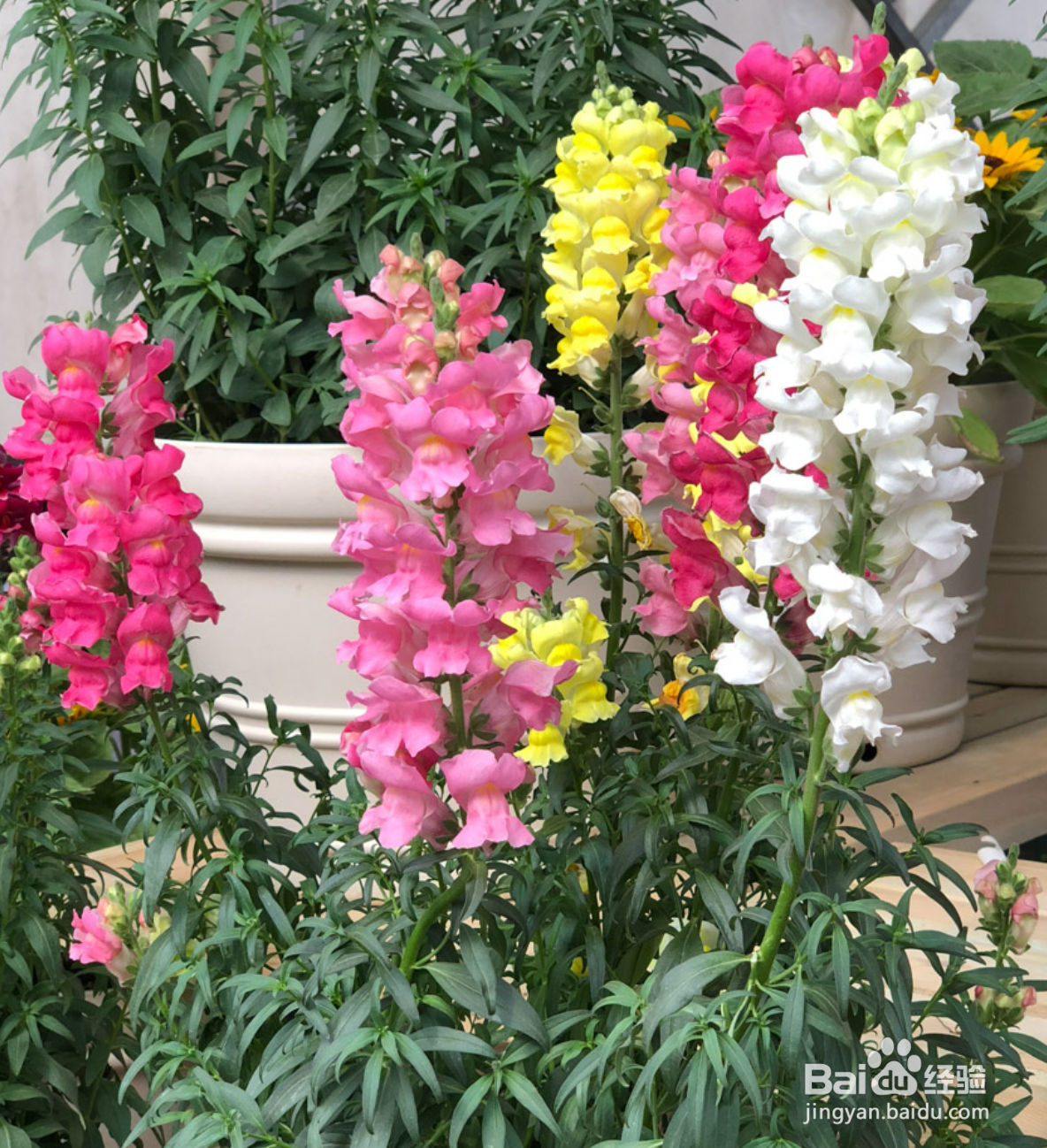 金鱼草夏天怎么养护?