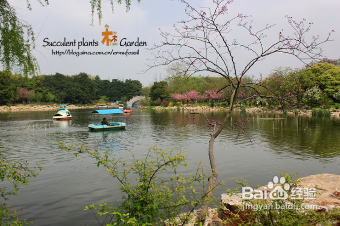 上海植物园（上）