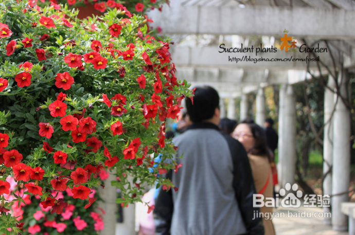 上海植物园（上）