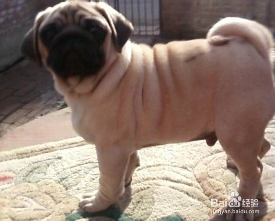 巴哥犬训练方法