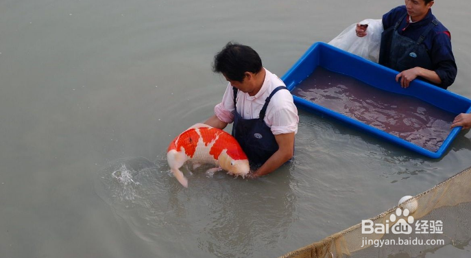 “水中活宝石”秀色可餐——能吃吗