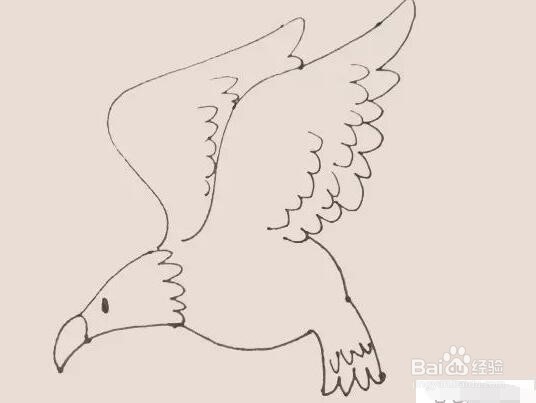 伴儿成长简笔画系列-怎样画老鹰简笔画