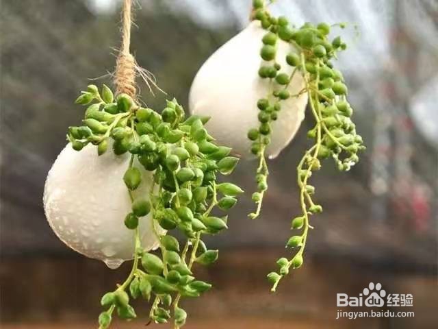 情人泪叶片总是萎缩,这几点,叶片轻松恢复饱满