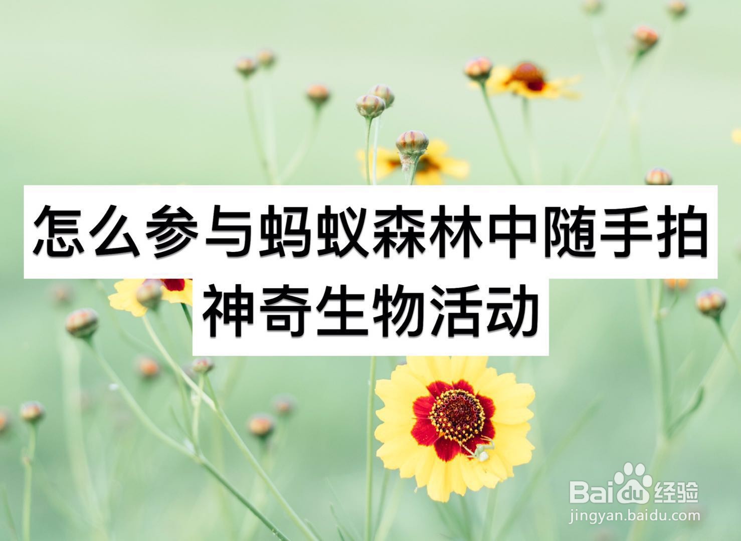 怎么参与蚂蚁森林中随手拍神奇生物活动