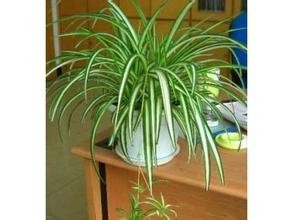 家有吊篮怎么养的好，吊兰的养殖技巧。