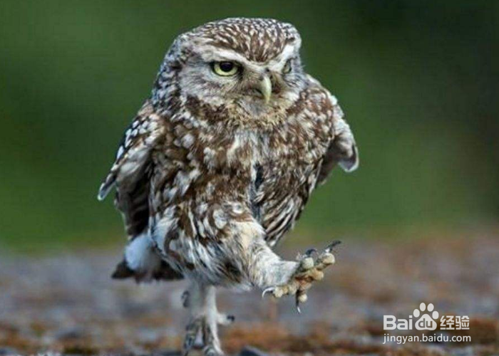 520与250的区别有哪些