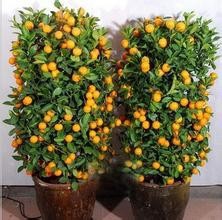 可以带来好运的植物 信不信先放了再说