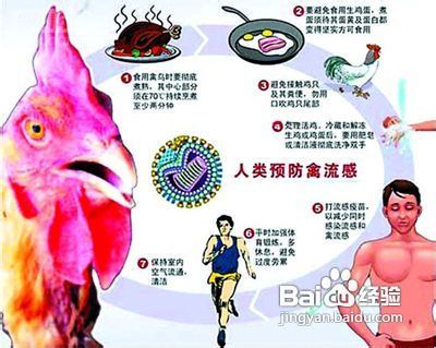预防禽流感的方法