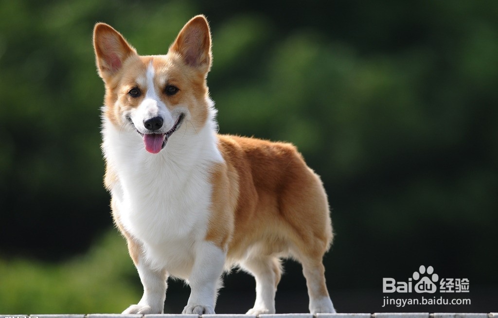 买狗狗需要注意什么