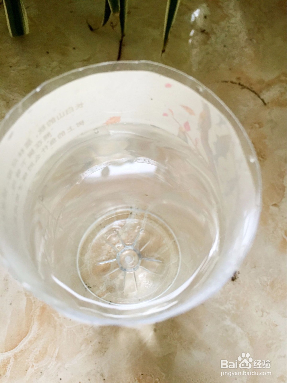 在家种植绿萝的繁殖方法之剪枝繁殖法