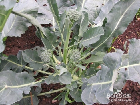 西兰苔的功效和作用