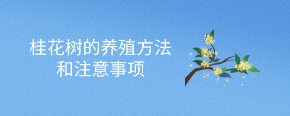 桂花树的养殖方法和注意事项