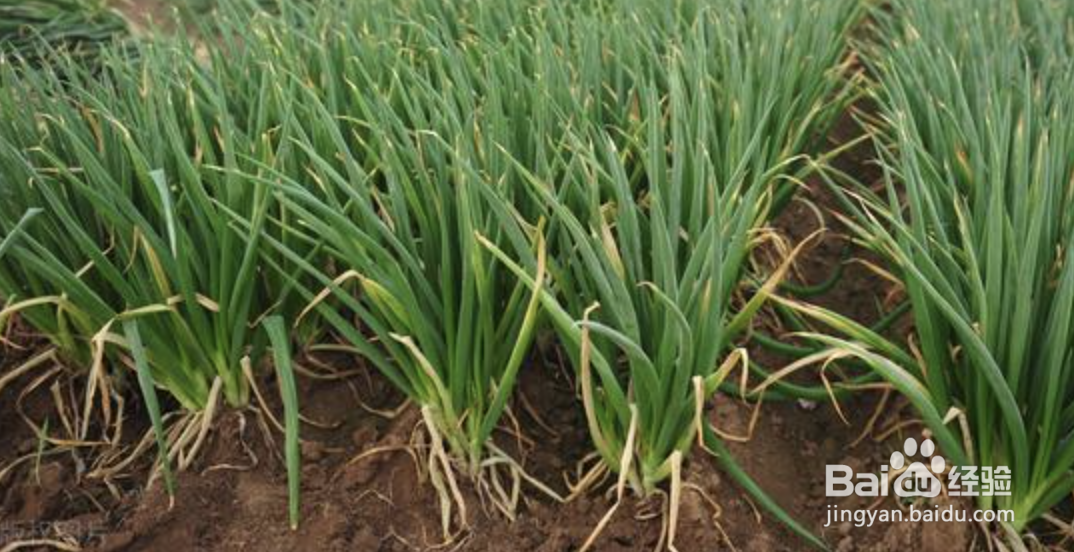 香葱头怎么种植方法