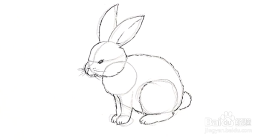 兔子写实简笔画图片
