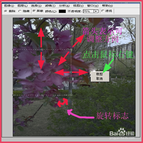 PS怎样把图片变小