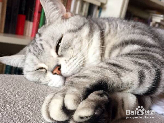 猫咪不吃猫粮是什么原因