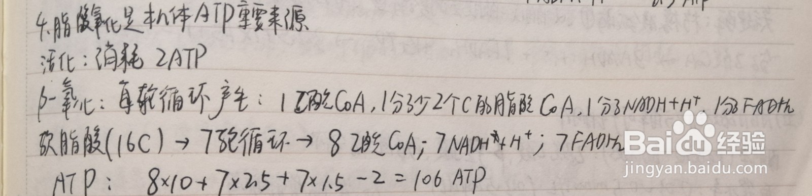 脂肪酸β氧化反应四步骤为