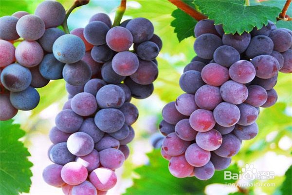 该怎么嫁接葡萄并合理安排嫁接时间呢？