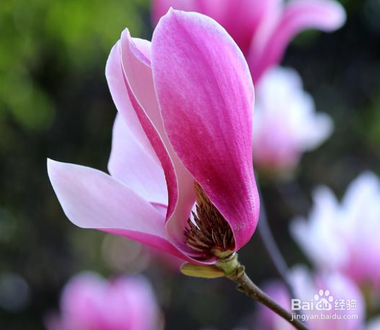 早春季节拍摄哪种花卉最能代表春天色彩