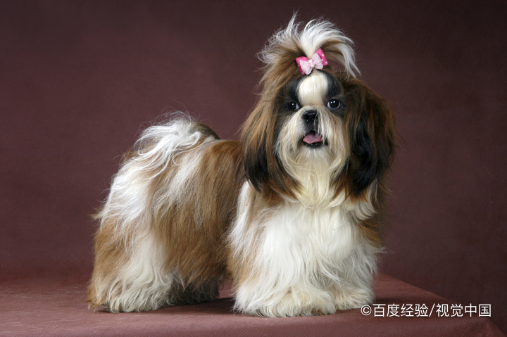 狗狗听见门外动静就叫怎么办