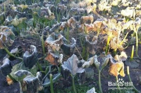 冻死的植物怎么救活