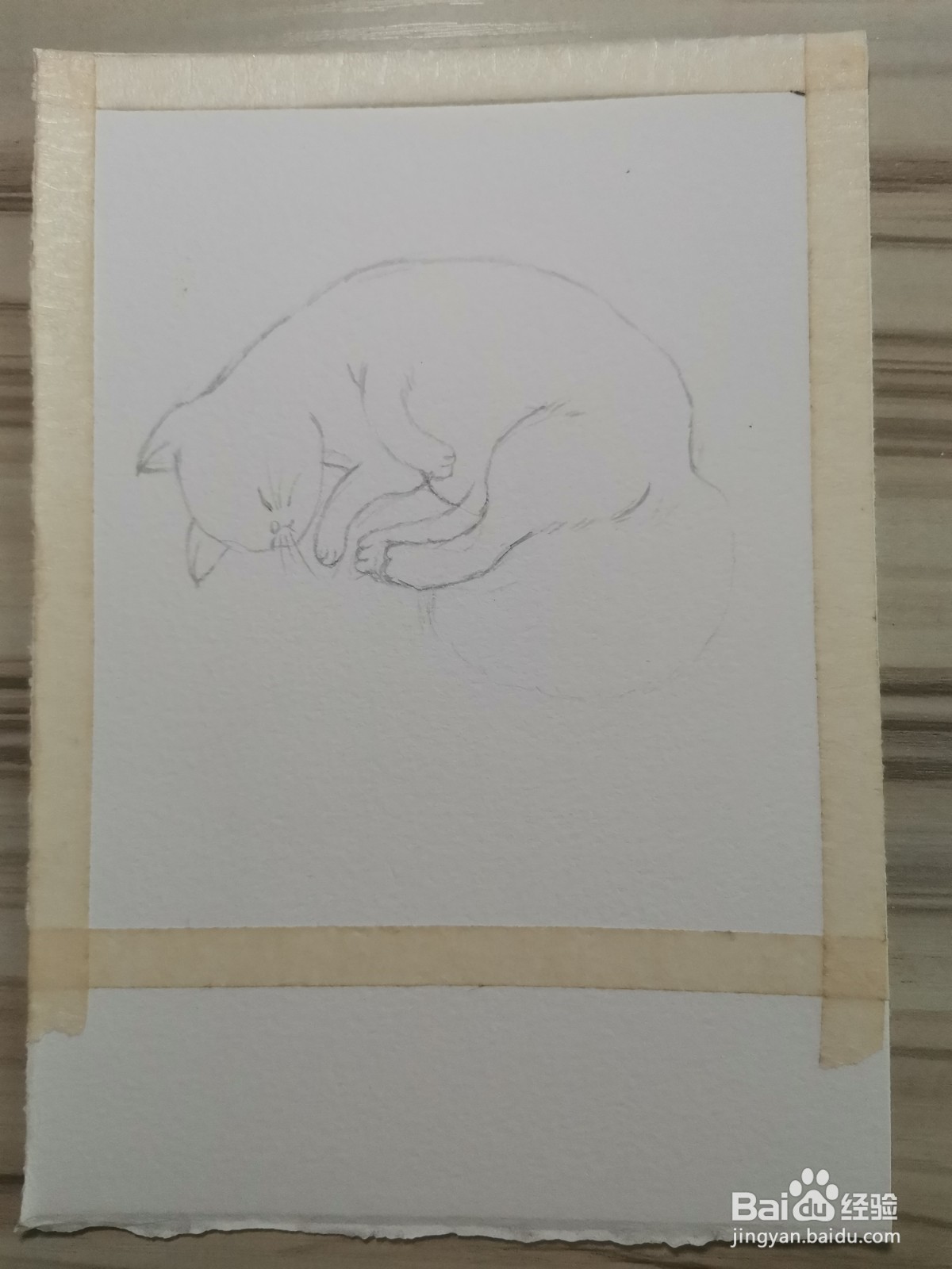 我家的猫咪水彩手绘线稿教程