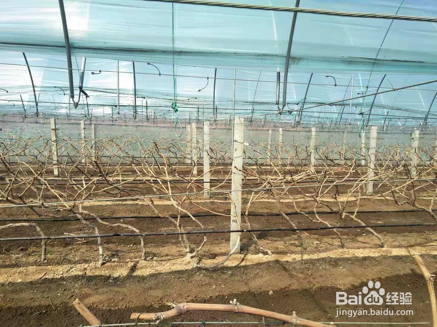 水溶性肥料怎么用3种常见的水溶肥施肥误区!