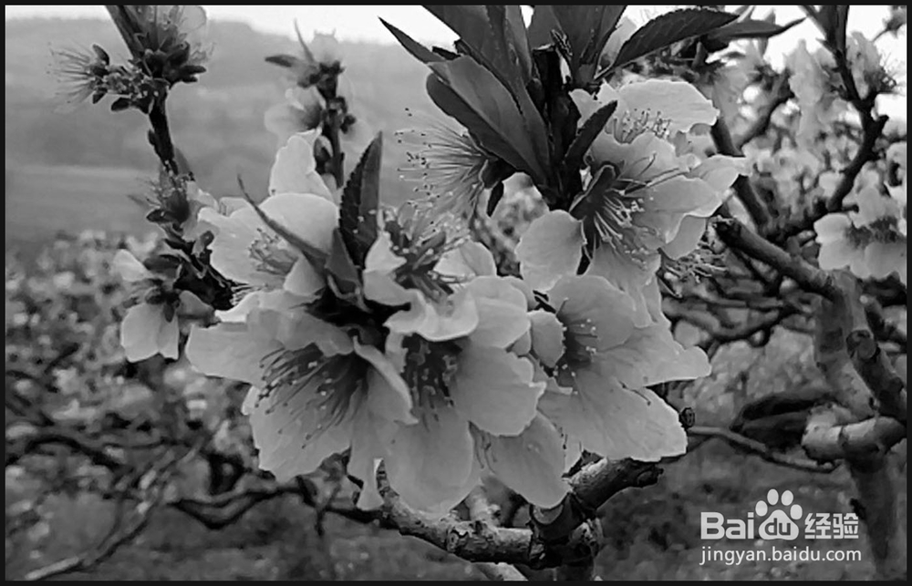 怎样用Photoshop制作黑白照片