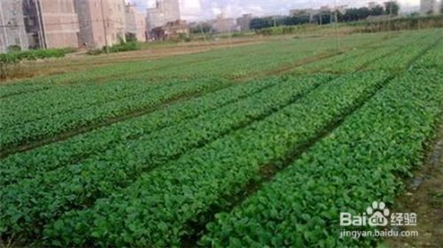种菜前如何翻地整地 百度经验