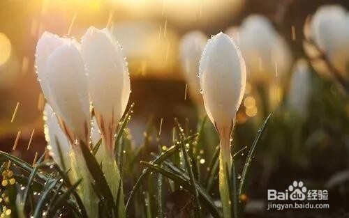 “春日春风有时好，春日春风有时恶”哪种特点