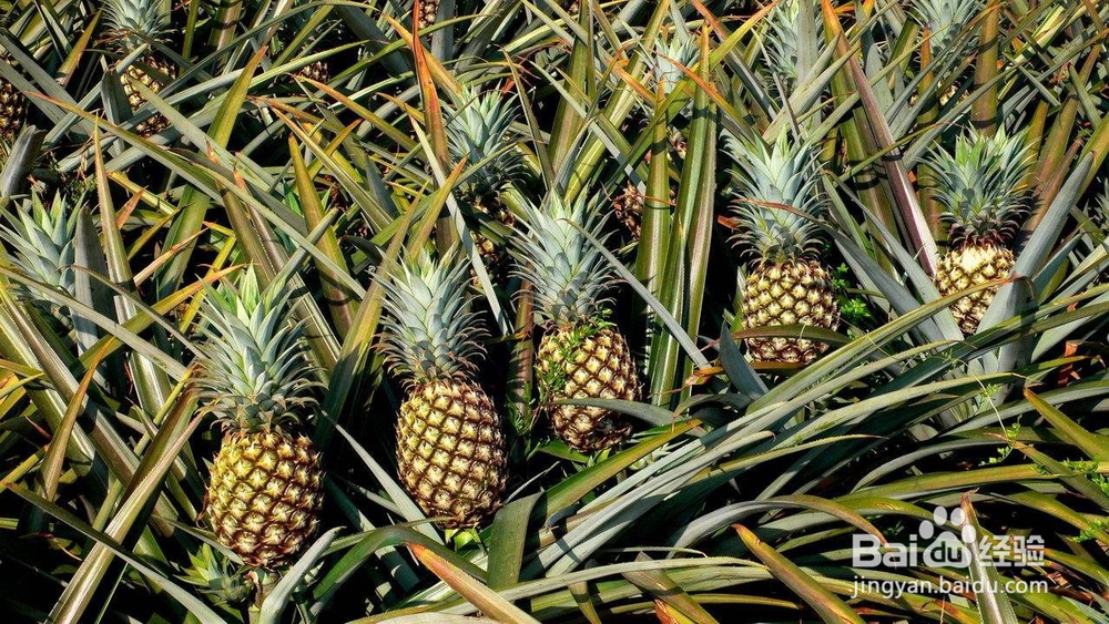 如何挑选菠萝